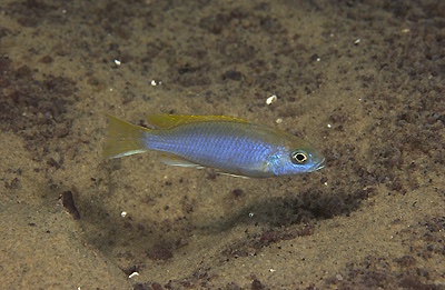 Pseudotropheus sp. 'acei' Dwanga